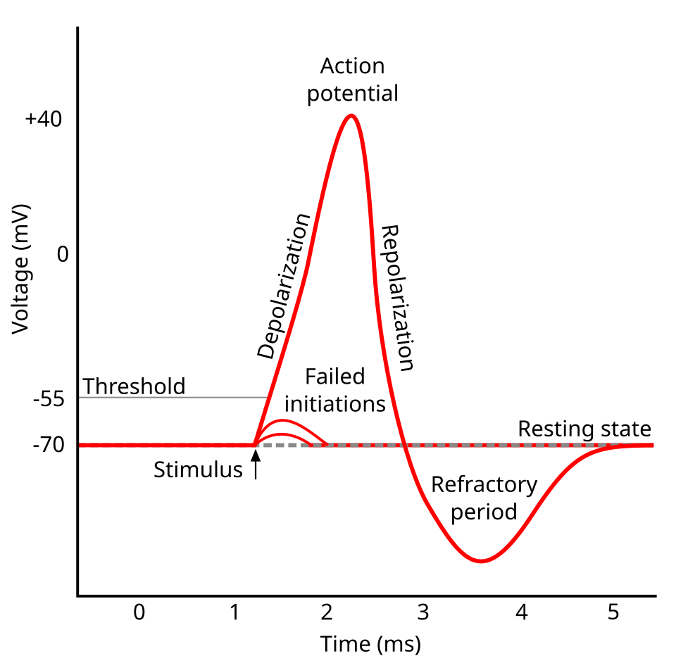 Action Potential Graph