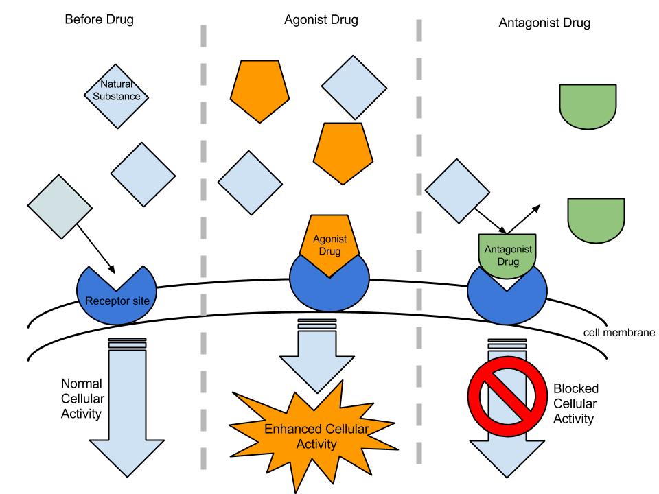 Agonist and Antagonist Diagram