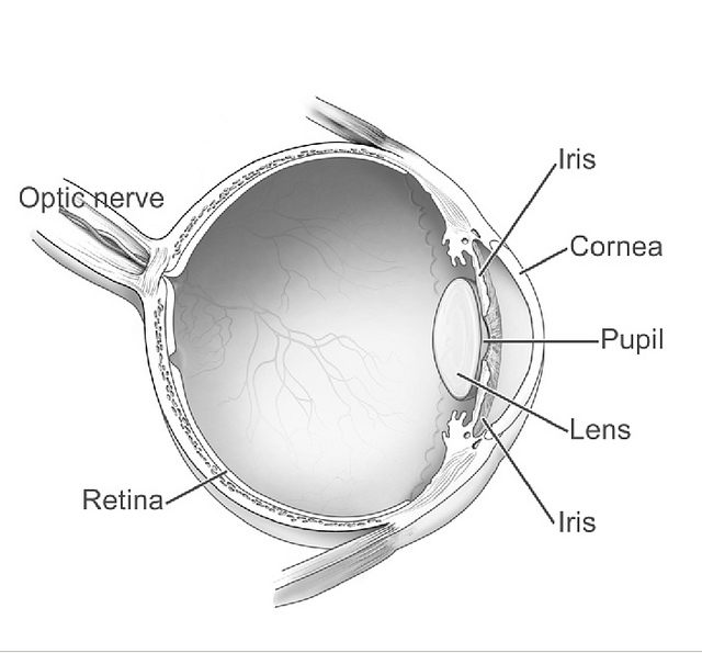 Anatomy of the Human Eye