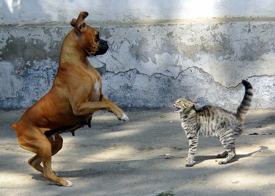 Fight or Flight Behavior in Animals