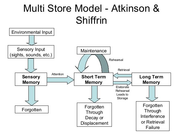 A flowchart illustrating the Multi-Store Model of Memory, showing the movement of information through sensory memory, short-term memory, and long-term memory.