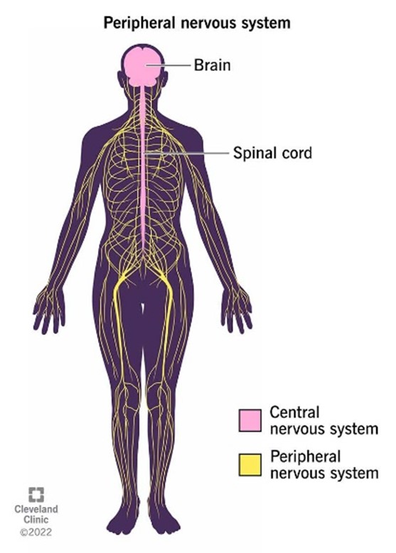Divisions of the Peripheral Nervous System