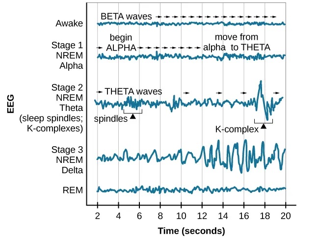 Sleep Stages EEG Brain Waves